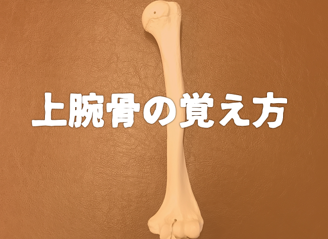 アイキャッチ|岡崎市
