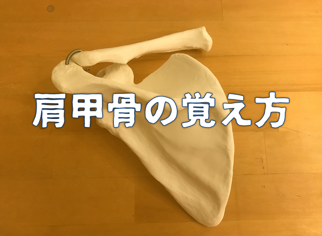アイキャッチ|岡崎市