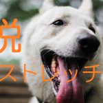脱『ストレッチ』！　筋肉を柔らかくしたいならストレッチをするな！