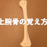 上腕骨の覚え方
