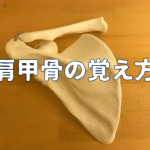 肩甲骨の覚え方