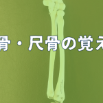 【図説】理学療法士が教える橈骨・尺骨の覚え方