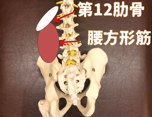 第12肋骨・腰方形筋