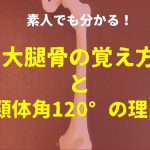大腿骨の覚え方と中学生でも分かる頸体角が120°の理由