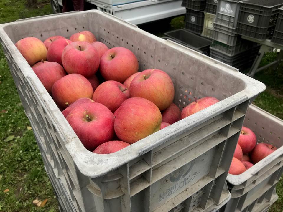 大量のりんご