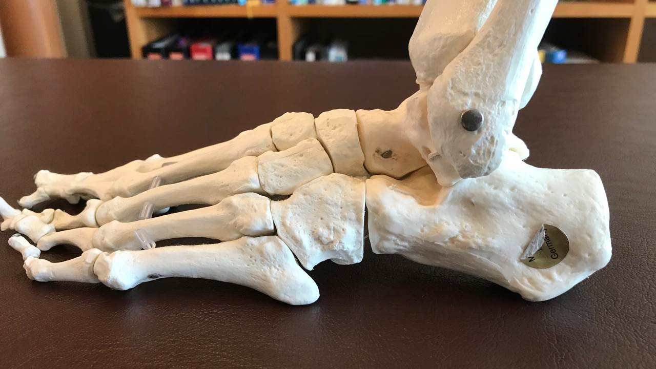通常の足の骨