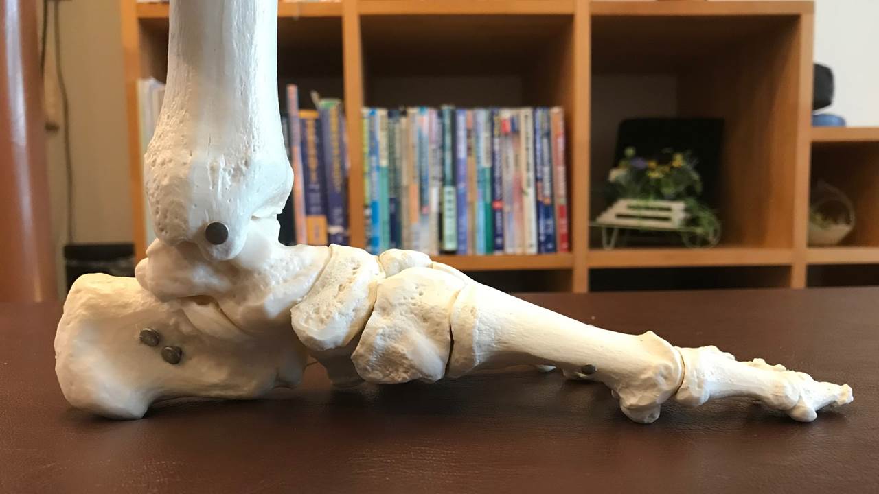 足の骨模型内側