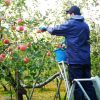 りんご収穫