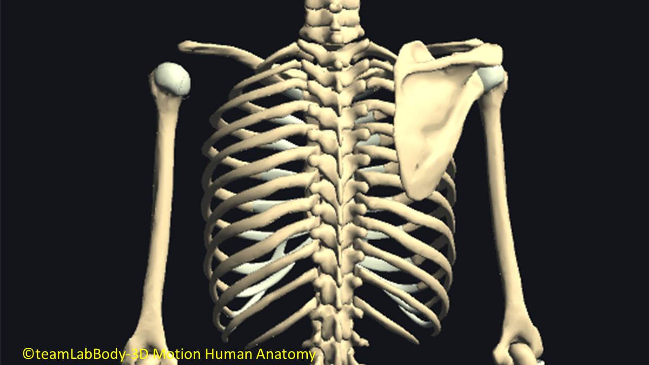 肋骨の関節