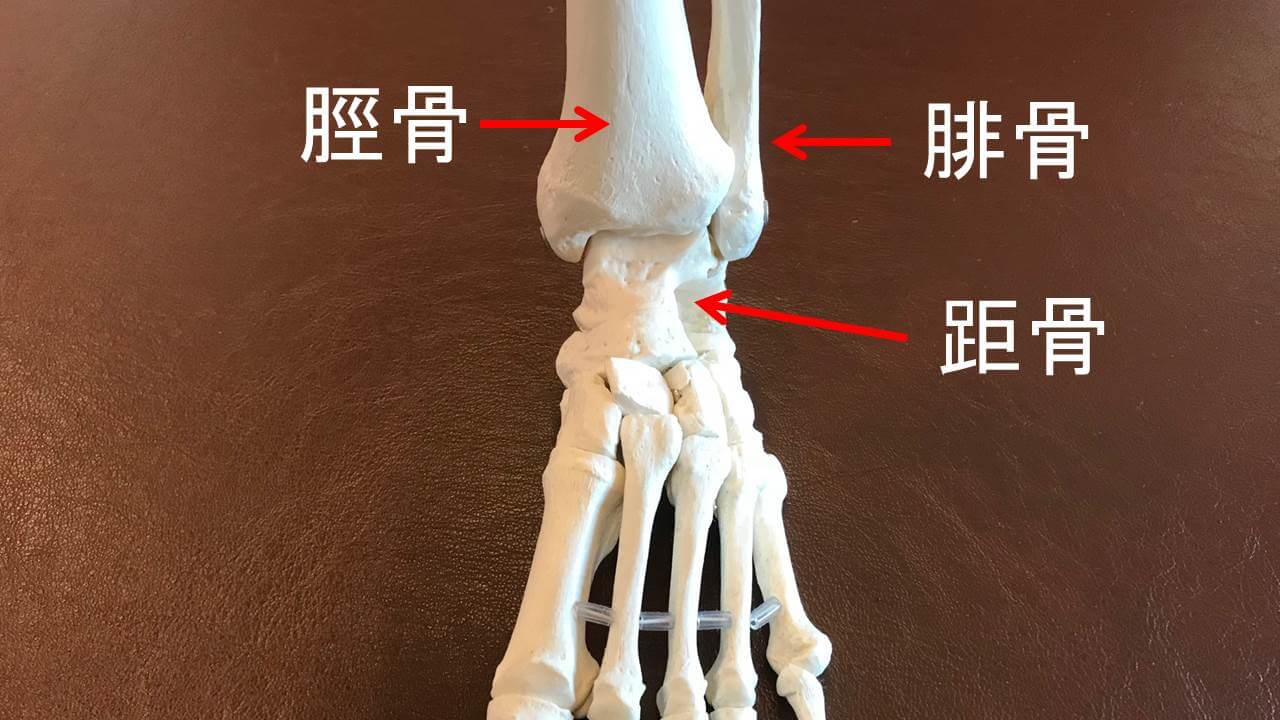 足関節の骨