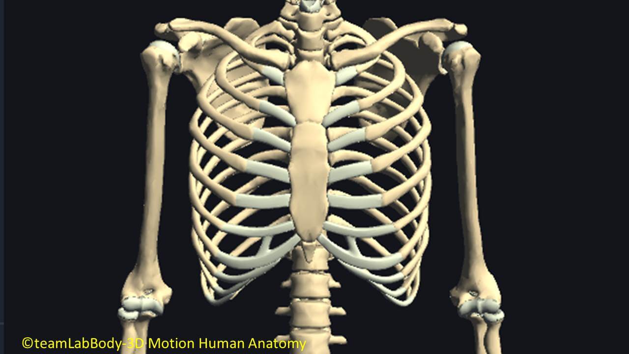 肋骨の関節